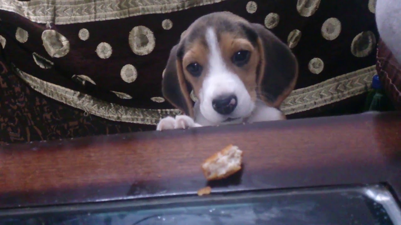 Moglee The Beagle wants a chicken piece