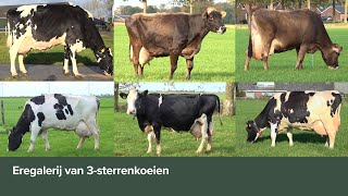 Eregalerij van 3-sterrenkoeien