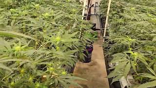 Grow weed easy!!! 1 commercial harvest under my belt. Looking at rm2 a bit. Grodan,  Athena.