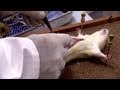 Jamie's Dream School | Robert Winston on Dissection and Anatomy