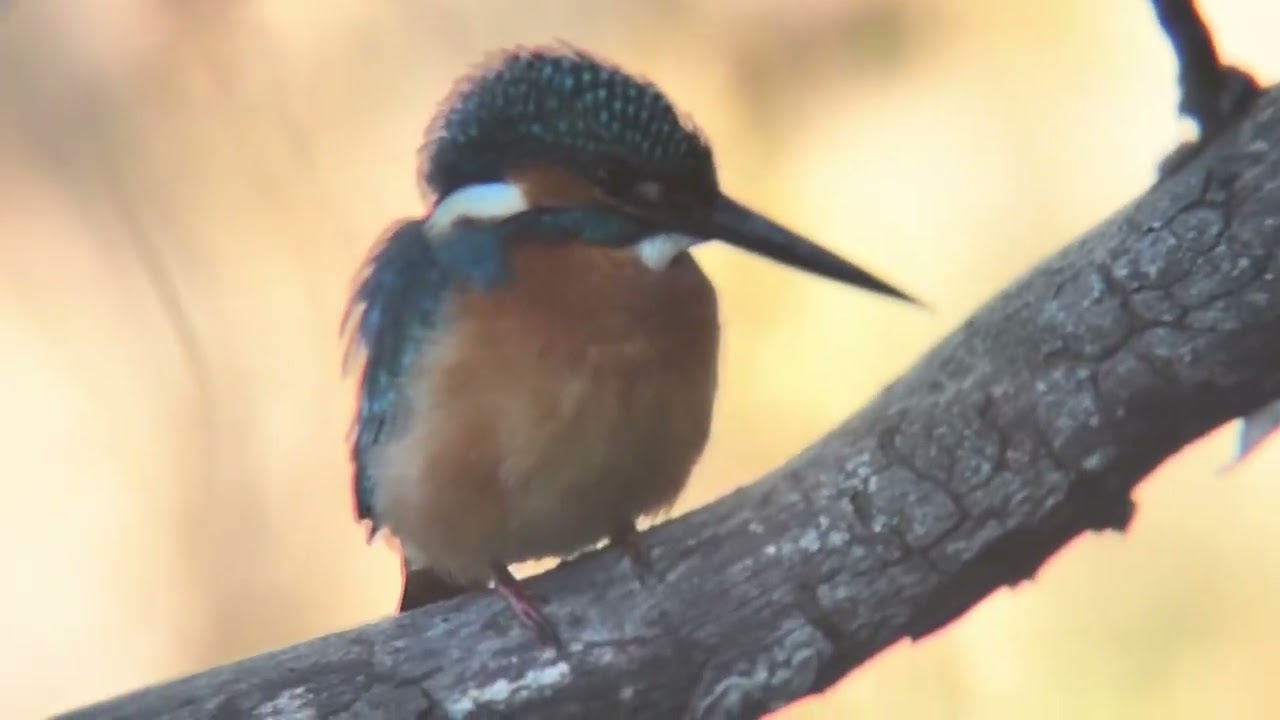 善福寺公園 カワセミ - YouTube