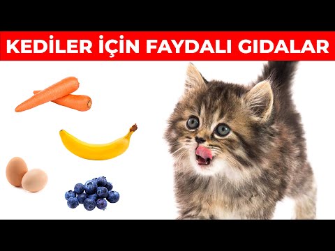 Video: Kediler Bebeklerini Ne Kadar Sürüyor?