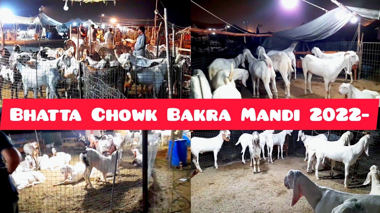 Bakra Mandi Rwp Bhatta Chowk Bakra Mandi 2022 | Latest Update Rawalpindi Islamabad ...