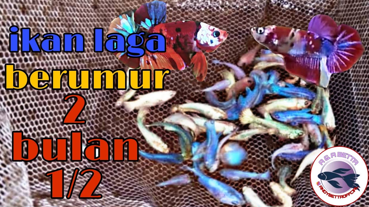 Anak Ikan Laga Berumur 2 Bulan 1 2 Hasil Dari Induk Koi Betta Youtube