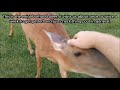 Friendly Deer Wanting Petted