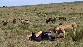 Five Lionesses Defend Meal from 100 Hyenas