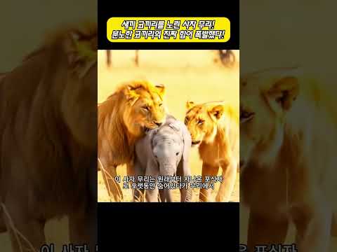 새끼 코끼리를 노린 사자 무리! 분노한 코끼리의 진짜 힘이 폭발했다! thumbnail