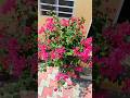 bougainvillea plant #vkjnursery #decorationplant