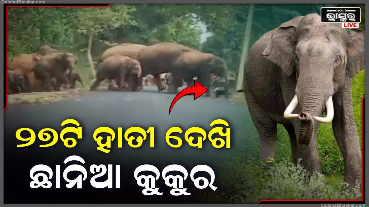 ଦଳ ଦଳ ହୋଇ ୨୭ଟି ହାତୀ ରୋଡ କ୍ରସ୍ କରୁଛନ୍ତି, ତାଙ୍କୁ ଦେଖି ଛାନିଆ ହେଲା କୁକୁର !