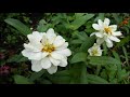 昭和の歌2109#あなたにとって