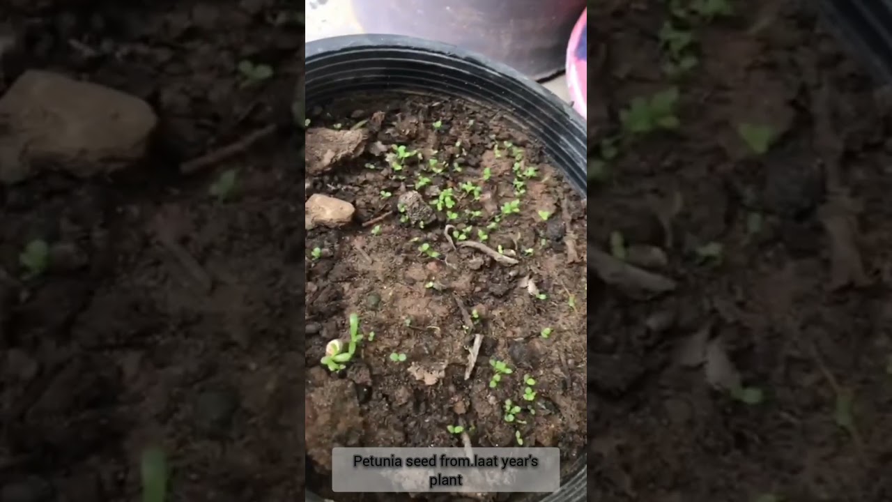 petunia plant growing from seeds