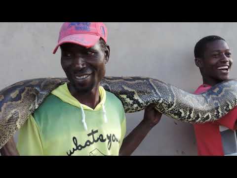 Video: African Rock Python - Python Sebae Reptile Breed Hipoalergénico, Salud Y Duración De La Vida