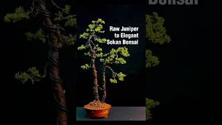 Raw Juniper to Elegant Sokan Bonsai #RawJuniperBonsai #SokanBonsai #TwinTrunkBonsai #JuniperBonsai