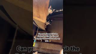 #usacats , #HopeForAnimals#KittenRescue, #CatTransformation#USA, #UK, #Germany, #Australia