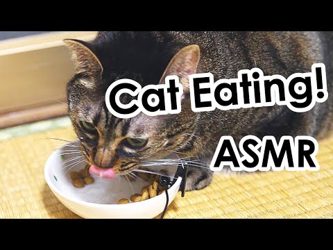 Cat Eating ASMR 猫の咀嚼音 カリカリ