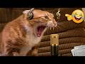 Funniest Pets Ever 🐵 - Best Funny Animal Moments 😂 | Cute Dogs And Cats Gone Crazy Again OMG!!!