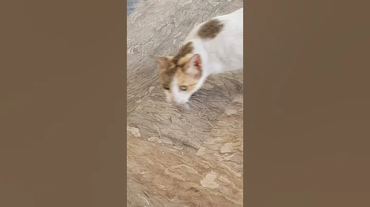 Video 4146031: persian kitten meowing cute, sweet persian kitten, beautiful kitten cute persian, kitten food, kitten enjoying