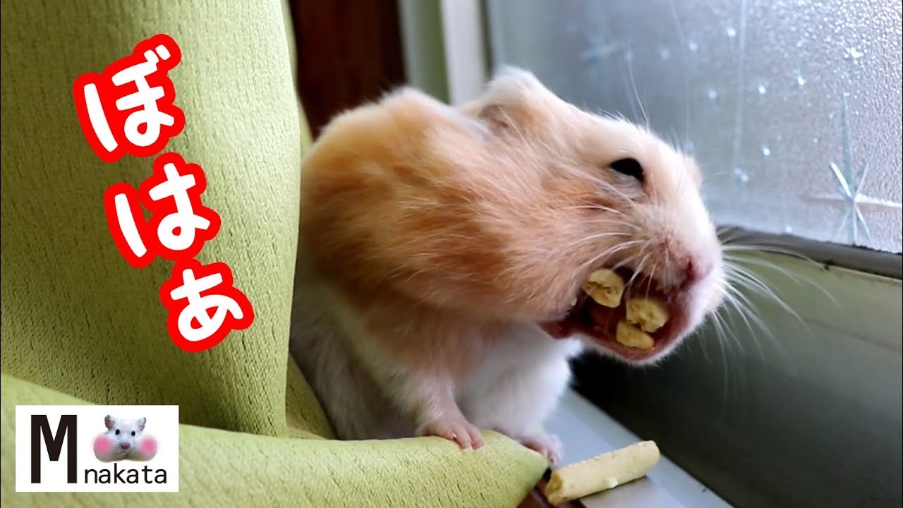 ハムスター ヤバい 可愛いハムスターが豹変する瞬間 おもしろ可愛い癒しthe Moment When A Cute Hamster Transforms Into A Beast Is Crazy Youtube