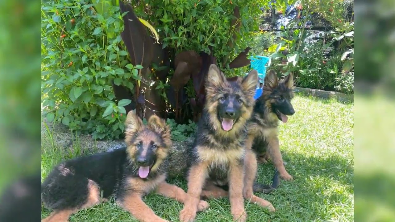 wow! look at this beautiful 🌹❣️ German shepherd pups 🥰 I can't stop looking at them 🥰