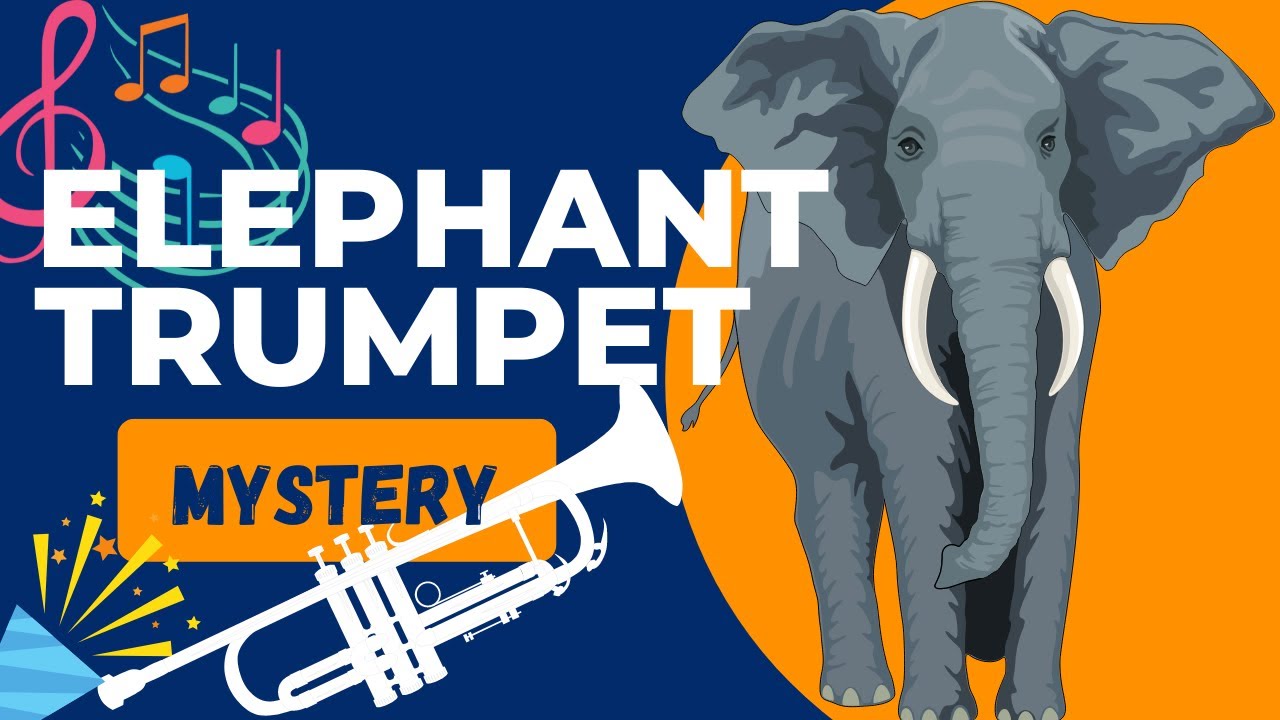 ELEPHANT TRUMPET SOUNDS... MYSTERY???? YouTube