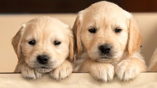 5 Amazing facts about dogs!!