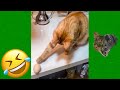 Funniest Animals Videos 2023 😹 Try Not To Laugh Funny Dogs And Cat 😻 #31