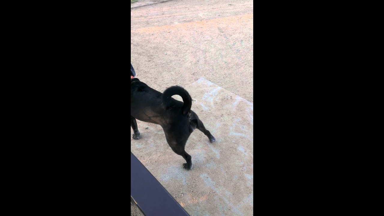 Dog's Butthole is Hilarious YouTube