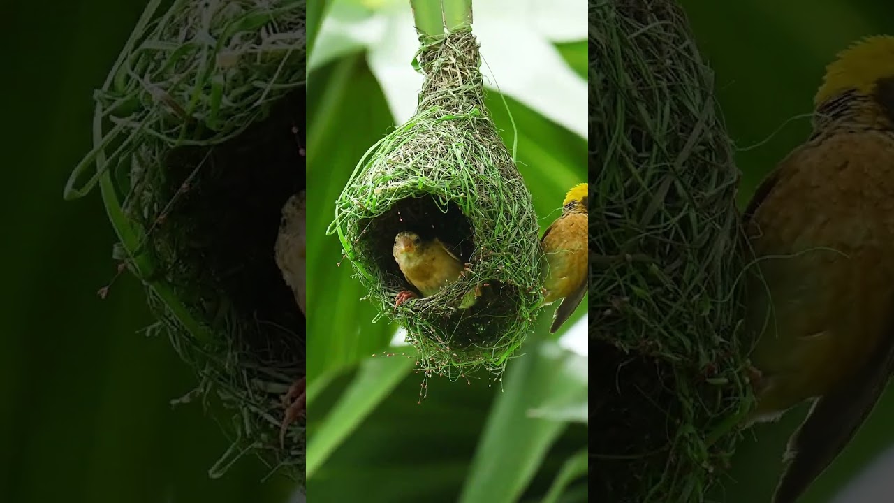 Bird construction 🦺 and engineering work 