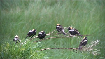 Bobolinks, 5/12/2019 (HD)