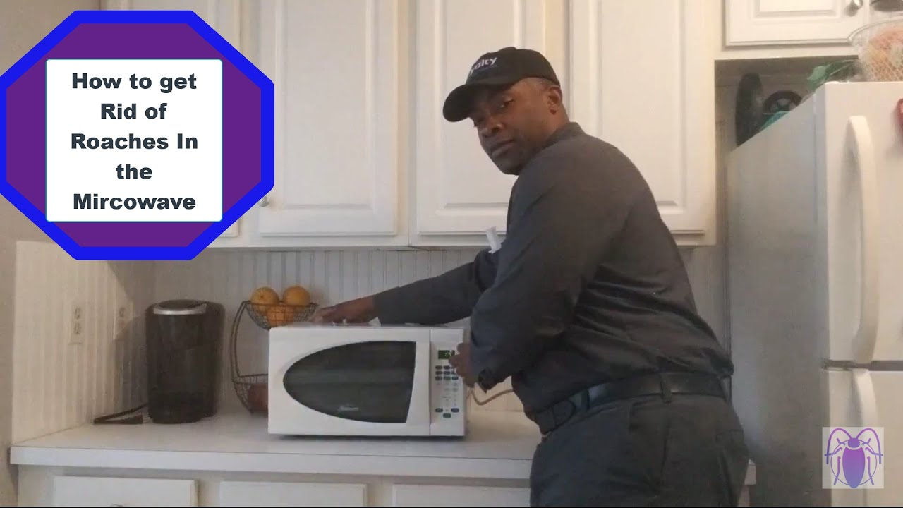 How to Get Rid of Roaches Wilmington DelawareLoyalty Pest Control