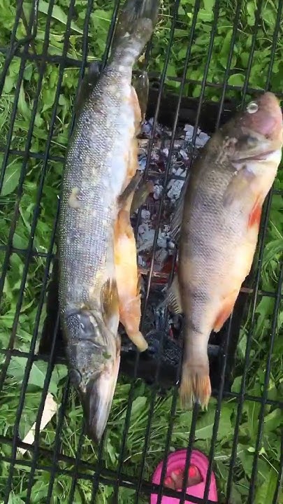 Вкуснейшая хищная рыба на углях🦈 #окунь #щука #мангал #рыбалка #bbq # ...
