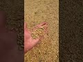 Overturned truck spills grain all over Harbor Drive