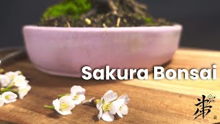 The Art of Cherry Blossom Bonsai: Nature's Masterpiece
