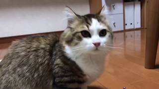 鈴を見失う子猫がかわいい