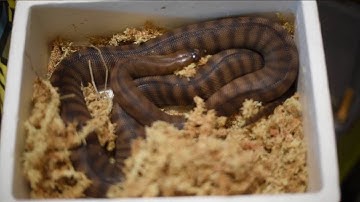 Woma Pythons