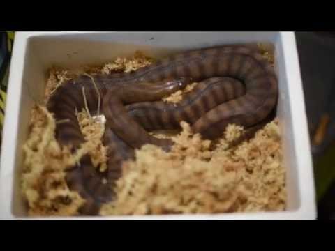 Woma Pythons