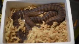 Woma Pythons Net Worth