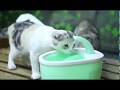 FOFOS寵物倍淨飲水機