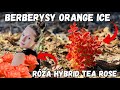 Sadzimy berberysy ORANGE ICE i róże na pniu HYBRID TEA ROSE | Transport ogromnego klona #ogród #roza