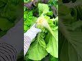 harvesting fresh green mustard greens from a garden container by cutting the stems carefully
