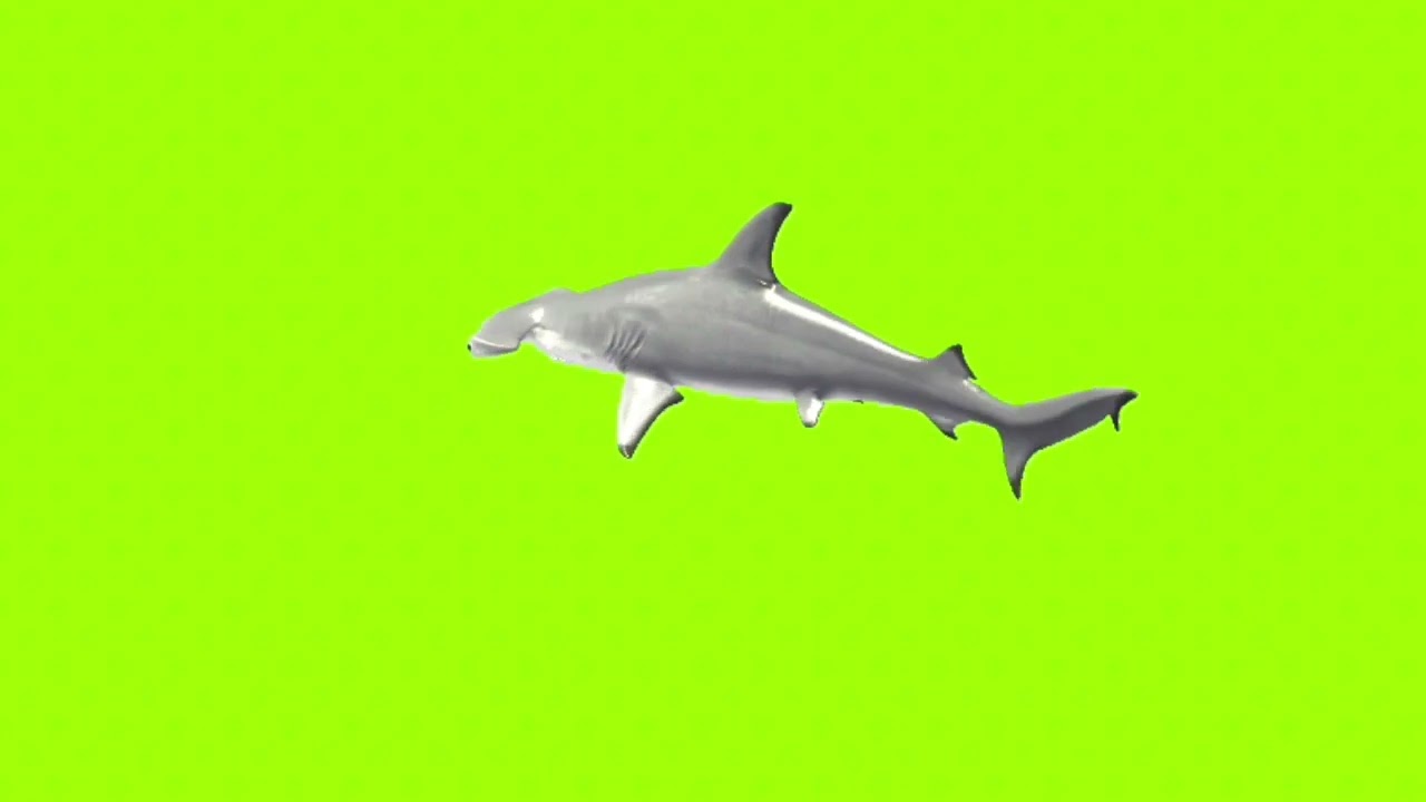 Right turn white shark green screen for animation making।green screen।ostad animation