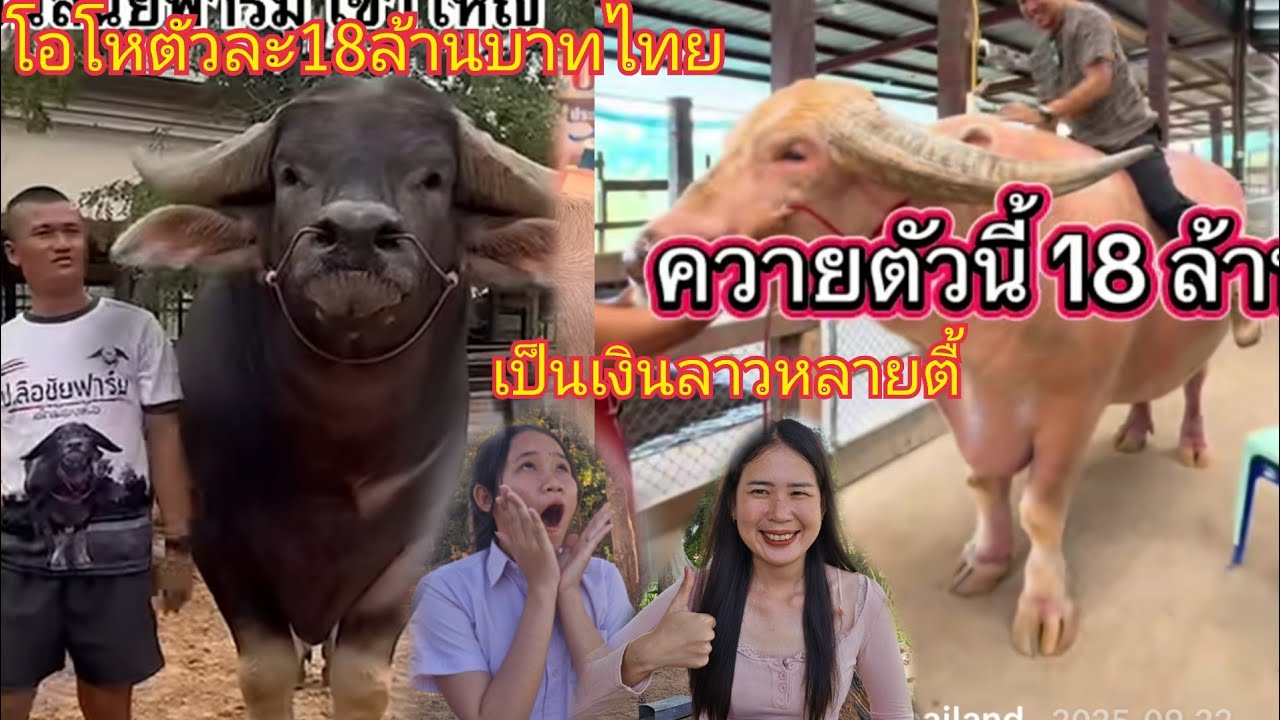 น้องจินไมเชื่อพี่สาววาจะมี ควายไทยใหญ่ที่สุดในโลก เกิดมาน้องจินยังไม่เคยเห็น ยังไงก็ไม่เชื่อ
