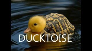 My Favourite Hybrid Animals