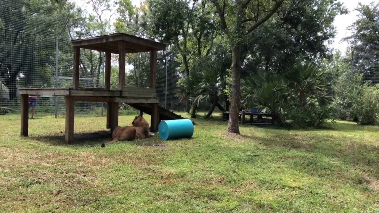 leopard print Nikita Lioness gets a New Hammock