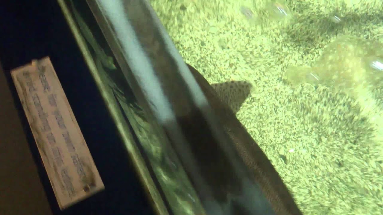 Sharks And Rays Of Ilfracombe Aquarium YouTube sharks-and-rays-of-ilfracombe-aquarium-youtube