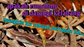 kelabang masuk rumah pertanda