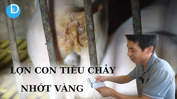 Làm sao để điều trị lợn con TIÊU CHẢY NHANH KHỎI, KHÔNG THẤT THOÁT, KHÔNG CHỘT LỢN.