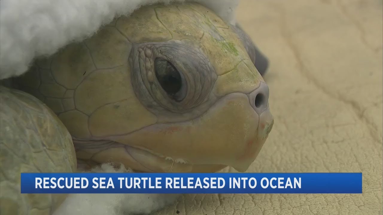 Rescued Sea Turtle Released Into Ocean - YouTube