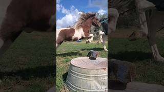 Mini Horse Jumping