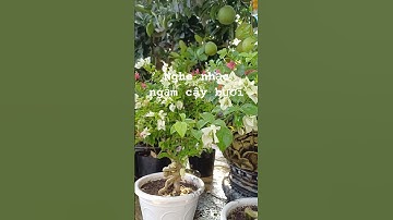 Nghe nhạc, ngắm cây bưởi #music #housemusic #electronicmusic #nhạcthưgiãn